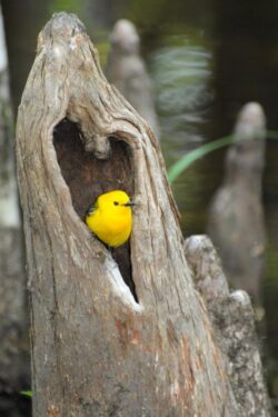 A yellow bird in a hollowed out tree stump.